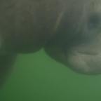 Manatee Hugs